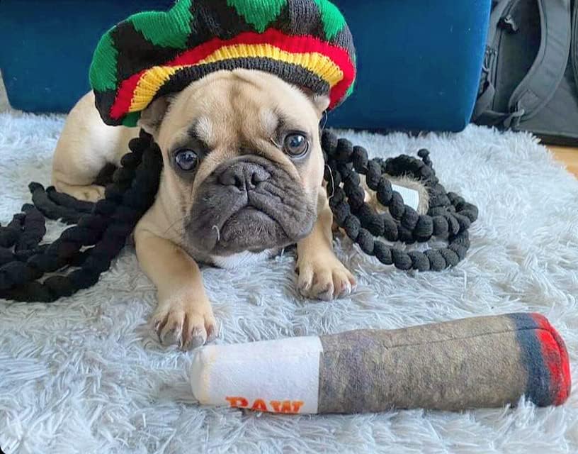 Paw-some Puff Puff Playthings - Hilarious Squeaky Toys for Dogs of All Sizes - The Perfect Gift for Your Pup's Barkday Bash!